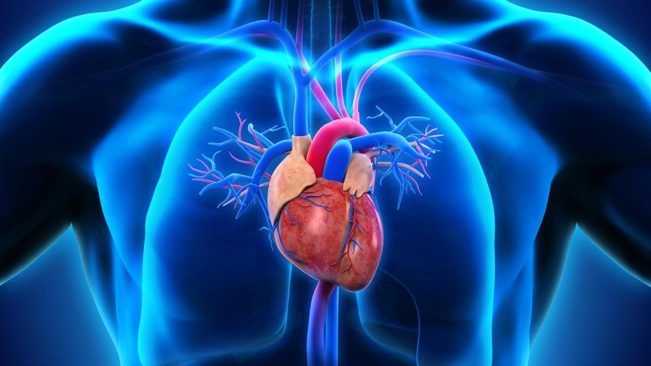 of Heart Disease Research ColumbiaDoctors