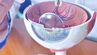 Ophthalmologist holding a model of the eye