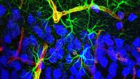 A complex of astrocytes-neurons-blood vessels in the auditory cortex of mouse brain.