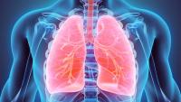 illustration of the lungs within a man's chest