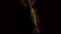 3D reconstruction of a single CA1 pyramidal neuron in the mouse brain. The dendritic arbor is in red and each yellow dot is a mapped excitatory synapse received by this neuron.