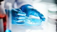 A person's hands wearing blue gloves holding a pipette and a small petri dish with a blue substance on it. The person is working in a laboratory setting with other laboratory equipment visible in the background.