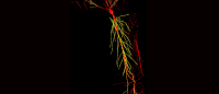 3D reconstruction of a single CA1 pyramidal neuron in the mouse brain. The dendritic arbor is in red and each yellow dot is a mapped excitatory synapse received by this neuron.